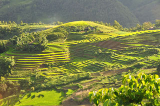Rice Terraces of Sa Pa