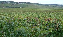 Climats, terroirs of Burgundy