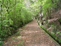 Laurel Forest of Madeira