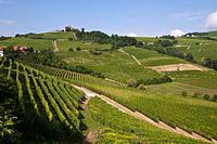 Vineyards of Piedmont