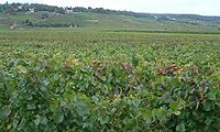 Climats, terroirs of Burgundy