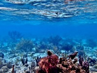 Belize Barrier Reef Reserve