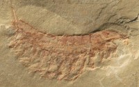 Chengjiang Fossil Site