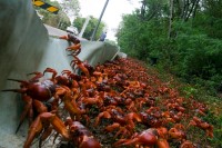 Red crabs migration