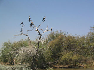 Djoudj National Bird Sanctuary