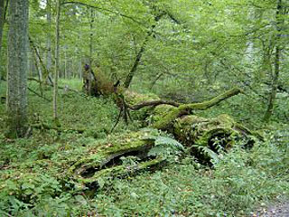 Bialowieza Forest