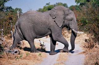 Okavango Delta and Moremi Wildlife Reserve