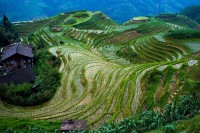 Longsheng Rice Terrace